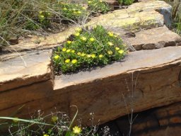 Delosperma leendertziae, a success story